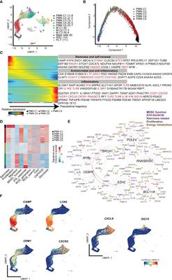 Single-cell transcriptomic analysis reveals heterogeneous features of myeloid-derived suppressor cells in newborns